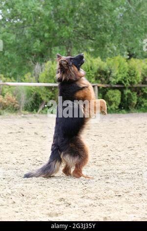 Langhaariger deutscher Schäferhund beim Springen auf sandiger Piste. Deutscher Schäferhund-Zug des Sprunggehorsams Stockfoto