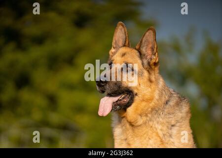 Deutscher Schäferhund Elsässisches Kopfportrait Stockfoto