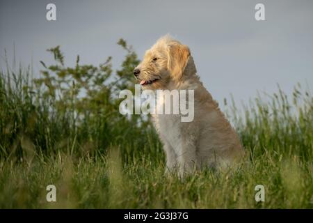 Scruffy Welpe sitzt im langen Gras Stockfoto