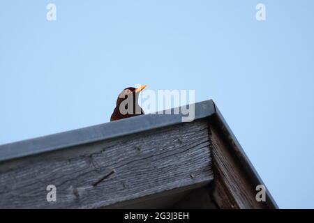 Starling auf dem Dach des Hauses. Stockfoto