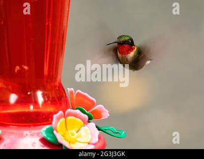 Männliche rubentrühte Kolibri schwebt in der Nähe eines Nektarfutterhäuschen. Stockfoto