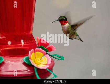 Männlicher rubenkehlige Kolibri schwebt aufrecht in der Nähe eines Nektarfutterhäuschen. Stockfoto