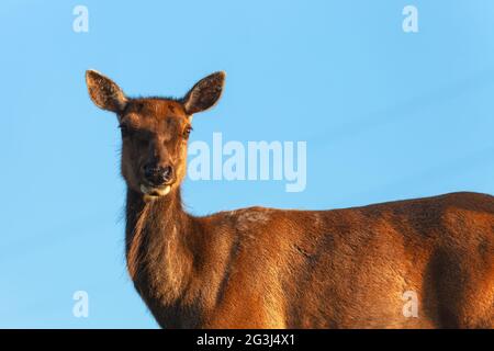 Kopfportrait eines weiblichen Tule Elches (Cervus canadensis nannodes), Point Reyes National Seashore, Kalifornien, USA. Stockfoto