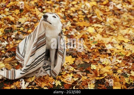 Schöne niedliche Hund versteckt unter gemütlichen Decke auf dem Hintergrund der Herbstblätter in Herbstwäldern, peekaboo. Liebenswert weiß schweizer Schäferhund Welpen bedeckt mit Stockfoto