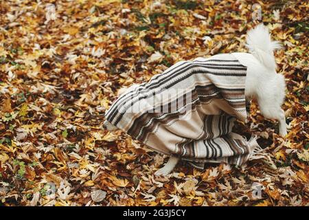 Schöne niedliche Hund versteckt unter gemütlichen Decke und zu Fuß auf dem Hintergrund der Herbstblätter in Herbstwäldern. Liebenswert lustige weiße schweizer Schäferhund Welpen Abdeckung Stockfoto