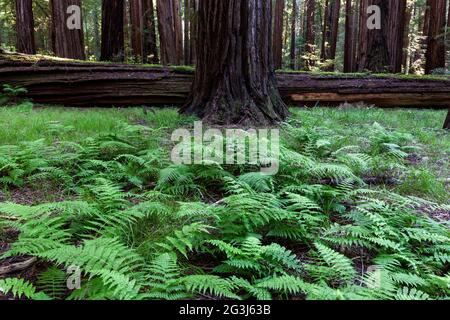 Farne auf dem Redwood-Waldboden am Rockefeller Grove im Humboldt Redwoods State Park entlang der Avenue of the Giants und US 101 in Nordkalifornien Stockfoto