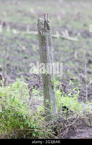 Gebrochener Betonmast in einem Feld Stockfoto