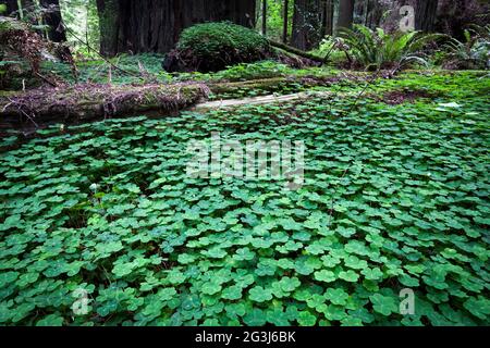 Redwood-Sorrel (Oxalis oregana) umzäunte den Waldboden im Humboldt Redwoods State Park entlang der Avenue of the Giants in Nordkalifornien. Stockfoto