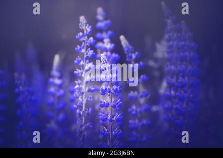 An einem Sommertag blühten wunderschöne, wild duftende, dunkelviolette Lupinenblüten auf dem Feld, beleuchtet von Tageslicht. Die Schönheit der Natur. Stockfoto