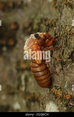 Periodical cicada, Magicicada septendecim, 17-jährige Periodical cicada, Larvenanfall , Teneral adult Emerging, Brood X cicada, Maryland, Juni 2021 Stockfoto