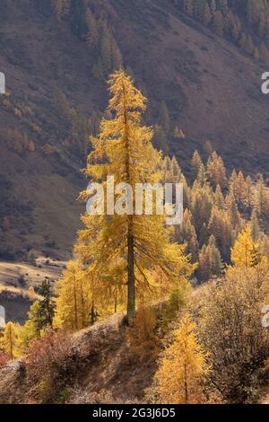 Einzelner Herbst oder Fall Lärche Baum vor Hintergrund Wald. Ruhige Landschaft am Land Stockfoto