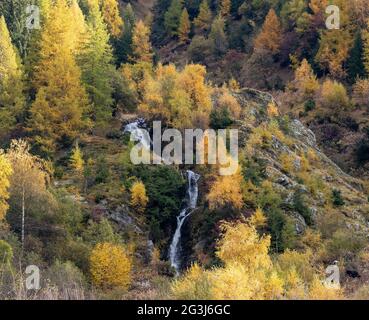 Lärchenbäume im Herbst oder Herbst mit kleinem Bach, der durch den Wald fließt. Idyllischer Herbst oder Herbstwald Hintergrund Stockfoto