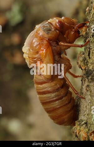 Periodical cicada, Magicicada septendecim, 17-jährige Periodical cicada, tenerale Erwachsenenbrut X cicada, mausing, Maryland, Juni 2021 Stockfoto
