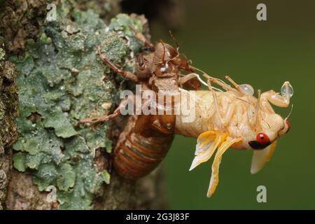 Periodical cicada, Magicicada septendecim, 17-jährige Periodical cicada, tenerale Erwachsenenbrut X cicada, mausing, Maryland, Juni 2021 Stockfoto