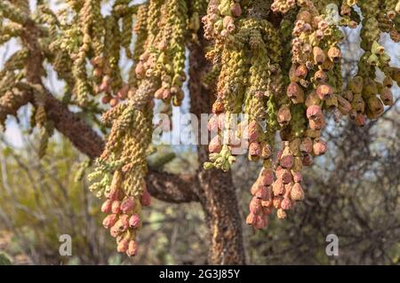 Reife Früchte von Chained-Fruit Cholla, Cylindropuntia fulgida, Saguaro National Park, Tucson, Arizona, Usa. Stockfoto