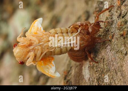 Periodical cicada, Magicicada septendecim, 17-jährige Periodical cicada, tenerale Erwachsenenbrut X cicada, mausing, Maryland, Juni 2021 Stockfoto