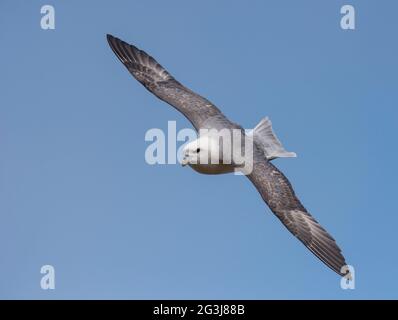 Nördlicher Fulmar (Fulmaris glacialis) im Flug mit blauem Himmel Stockfoto