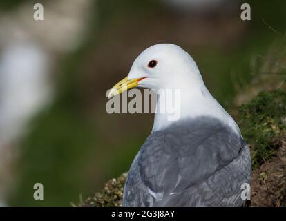 Nahaufnahme einer Kittiwake (Rissa tridactyla) Bempton Cliffs, East Yorkshire, England. Stockfoto