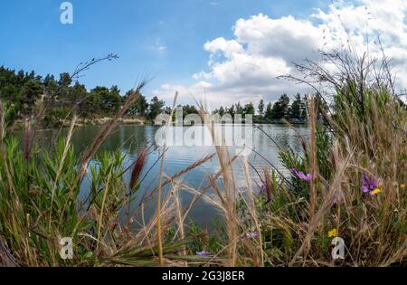 Lake Beletsi aus tiefem Winkel durch die Pflanzen und Blumen am Seeufer. Parnes Mount. Athen, Attika, Griechenland Stockfoto