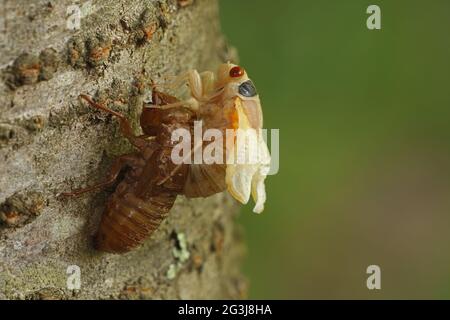 Periodical cicada, Magicicada septendecim, 17-jährige Periodical cicada, tenerale Erwachsenenbrut X cicada, mausing, Maryland, Juni 2021 Stockfoto