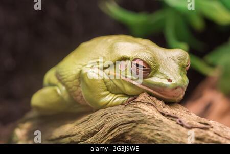 Litoria caerulea, australischer grüner Baumfrosch, der ruht Stockfoto