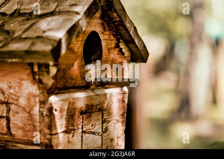 Selektives Fokusfoto eines gemütlichen Vogelhauses auf einem Baum vor dem Hintergrund einer sommerlichen Waldlandschaft Stockfoto