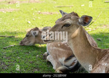 Entspannende Hirse liegen auf der grünen Wiese im Schatten wegen der sommerlichen Wärme Stockfoto