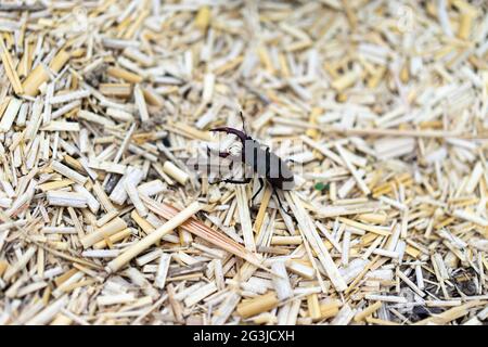 Käfer mit großen Krallen im Garten. Stockfoto