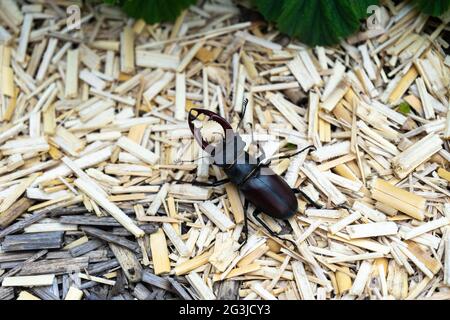 Käfer mit großen Krallen im Garten. Stockfoto