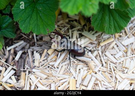 Käfer mit großen Krallen im Garten. Stockfoto