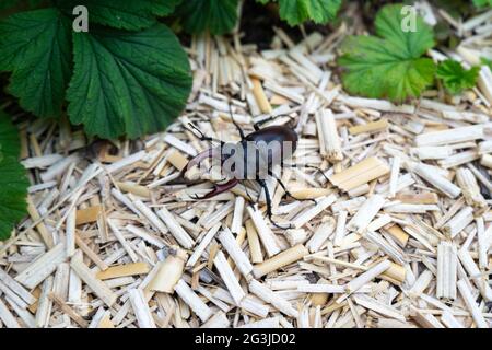 Käfer mit großen Krallen im Garten. Stockfoto