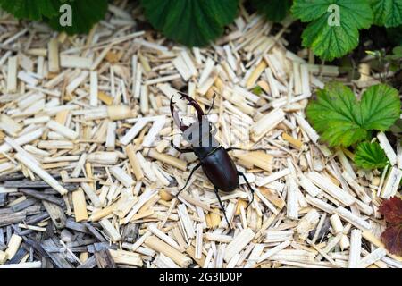 Käfer mit großen Krallen im Garten. Stockfoto