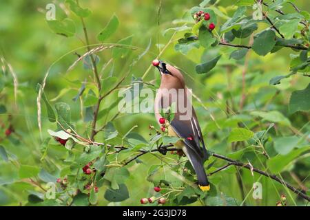 Nahaufnahme eines Zedernwachsflügels, der Saskatoon-Beeren frisst Stockfoto