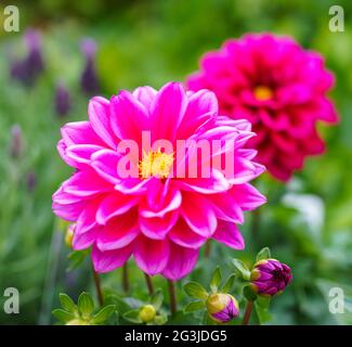 Schöne rosa lila Garten Dahlia pinnata in voller Sommerblüte Stockfoto