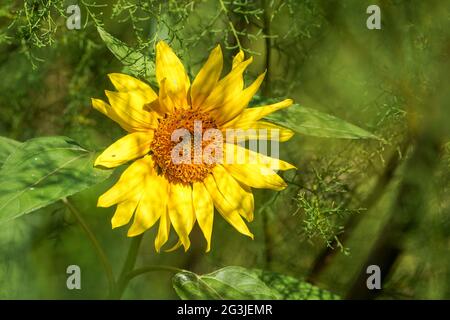 Sonnenblumen wachsen in freier Wildbahn, Spanien Stockfoto