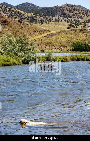 Platinfarbener Golden Retriever Hund, der im Arkansas River spielt, Touristen, die im Floß schwimmen; Salida, Colorado, USA Stockfoto