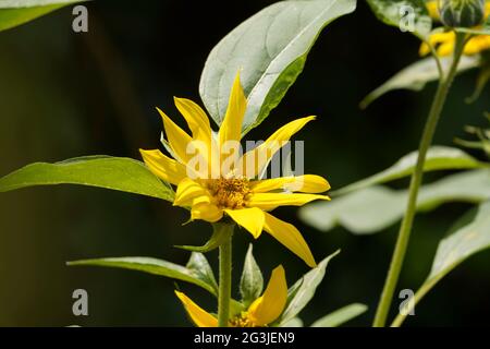 Wilde Sonnenblumen, Jerusalemer Artischocken blühen in einem Garten. Spanien. Stockfoto