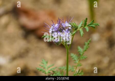 Blaues Tansy, purpurnes Tansy, lacy Phacelia, purpurfarbenes Tansy, Phacelia tanacetifolia, blühend im Frühling, Andalusien, Spanien. Stockfoto