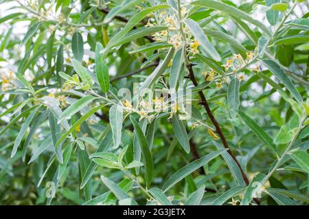 Pflanze Elaeagnus commutata. Strauchpflanze mit silbernen Blättern und kleinen gelben Blüten. Stockfoto