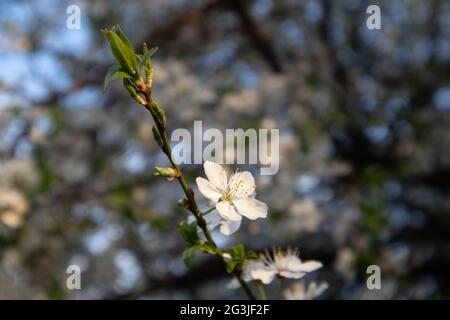 Prunus spinosa, schlehe oder schlehe Stockfoto