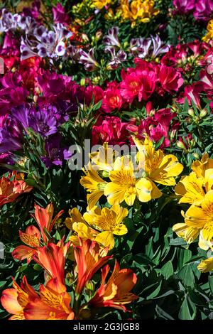 Bunte Alstroemerien auf dem Frühlingsblumenmarkt als schöner natürlicher Hintergrund Stockfoto