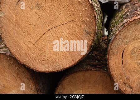 Blähungen, Säulen aus gefällten Bäumen Stockfoto