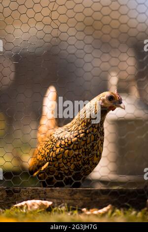 Freilaufende Hühner - Ingwer das Huhn verbringt ihre Zeit damit, sich in der Sonne zu sonnen und nach Herzensangelegenheit durch den Garten zu Streifen! Stockfoto