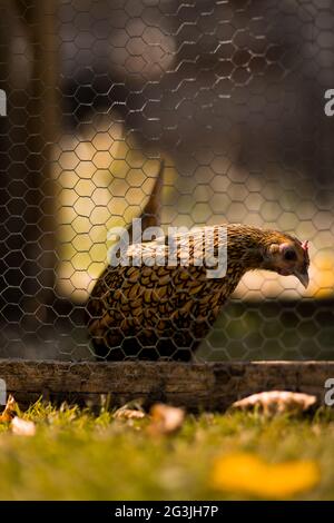 Freilaufende Hühner - Ingwer das Huhn verbringt ihre Zeit damit, sich in der Sonne zu sonnen und nach Herzensangelegenheit durch den Garten zu Streifen! Stockfoto