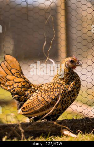 Freilaufende Hühner - Ingwer das Huhn verbringt ihre Zeit damit, sich in der Sonne zu sonnen und nach Herzensangelegenheit durch den Garten zu Streifen! Stockfoto