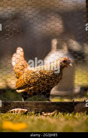 Freilaufende Hühner - Ingwer das Huhn verbringt ihre Zeit damit, sich in der Sonne zu sonnen und nach Herzensangelegenheit durch den Garten zu Streifen! Stockfoto