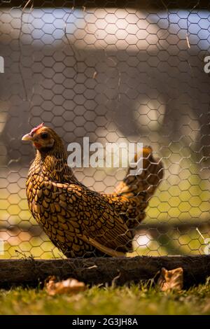 Freilaufende Hühner - Ingwer das Huhn verbringt ihre Zeit damit, sich in der Sonne zu sonnen und nach Herzensangelegenheit durch den Garten zu Streifen! Stockfoto