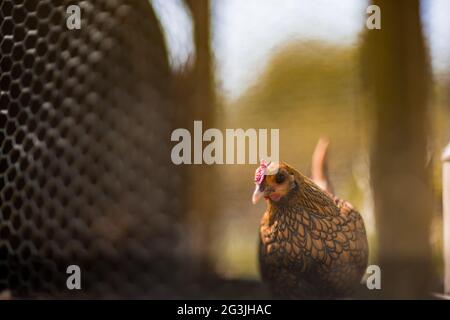 Freilaufende Hühner - Ingwer das Huhn verbringt ihre Zeit damit, sich in der Sonne zu sonnen und nach Herzensangelegenheit durch den Garten zu Streifen! Stockfoto