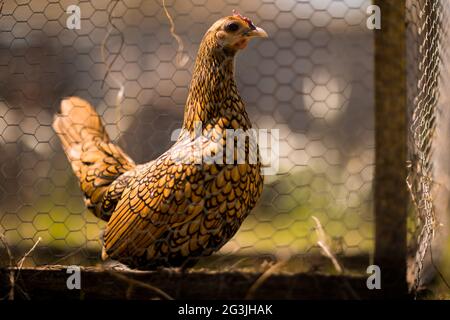 Freilaufende Hühner - Ingwer das Huhn verbringt ihre Zeit damit, sich in der Sonne zu sonnen und nach Herzensangelegenheit durch den Garten zu Streifen! Stockfoto