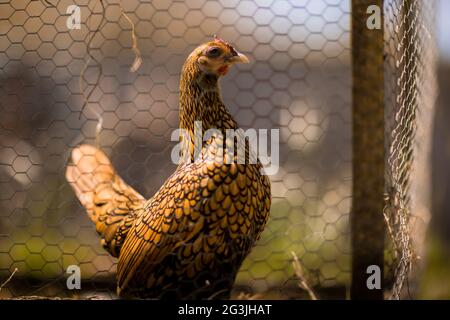 Freilaufende Hühner - Ingwer das Huhn verbringt ihre Zeit damit, sich in der Sonne zu sonnen und nach Herzensangelegenheit durch den Garten zu Streifen! Stockfoto